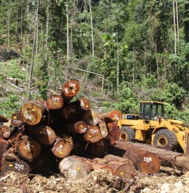 aktivitas penebangan IPK KT Tonidora
