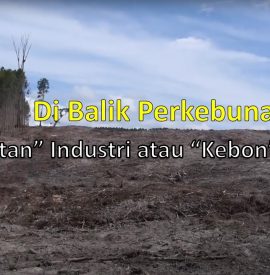 Dibalik Perkebunan Kayu