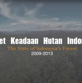Potret Keadaan Hutan Indonesia