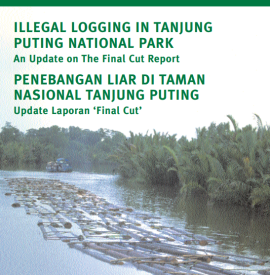illegal logging